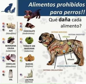 12 alimentos toxicos para perros