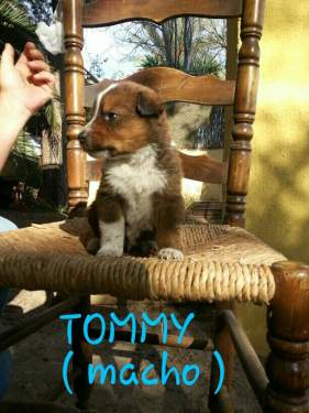  Tommy 