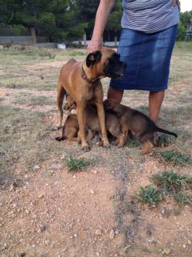 6 cachorros boxer